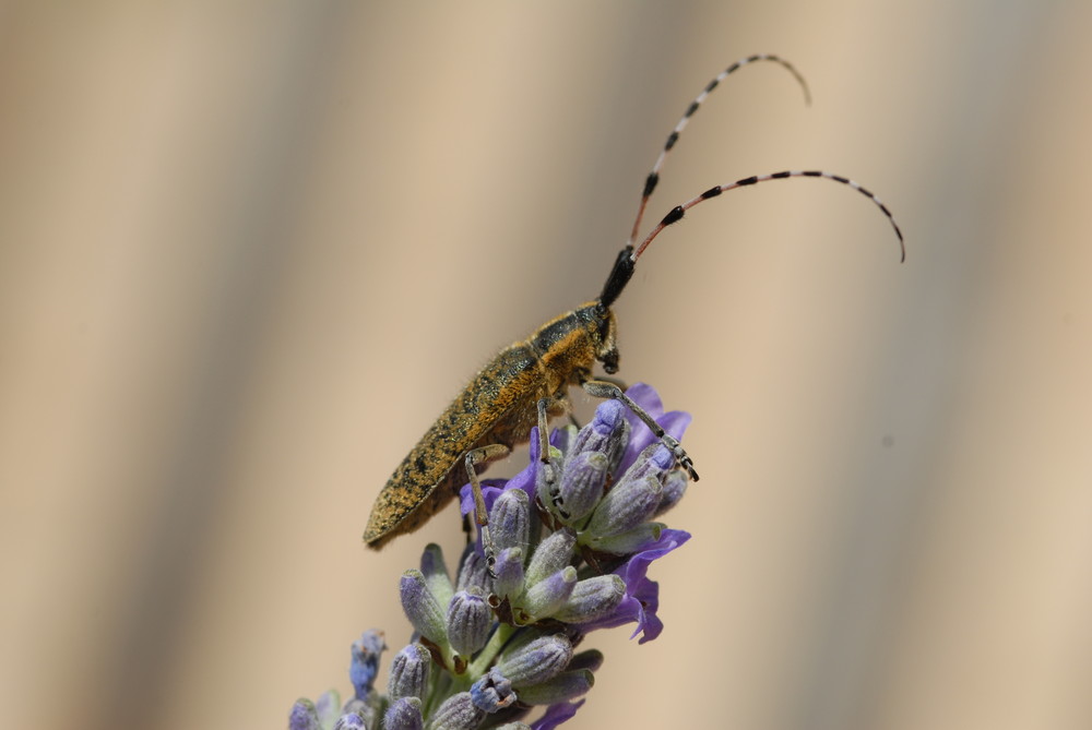 lavanda