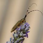 lavanda