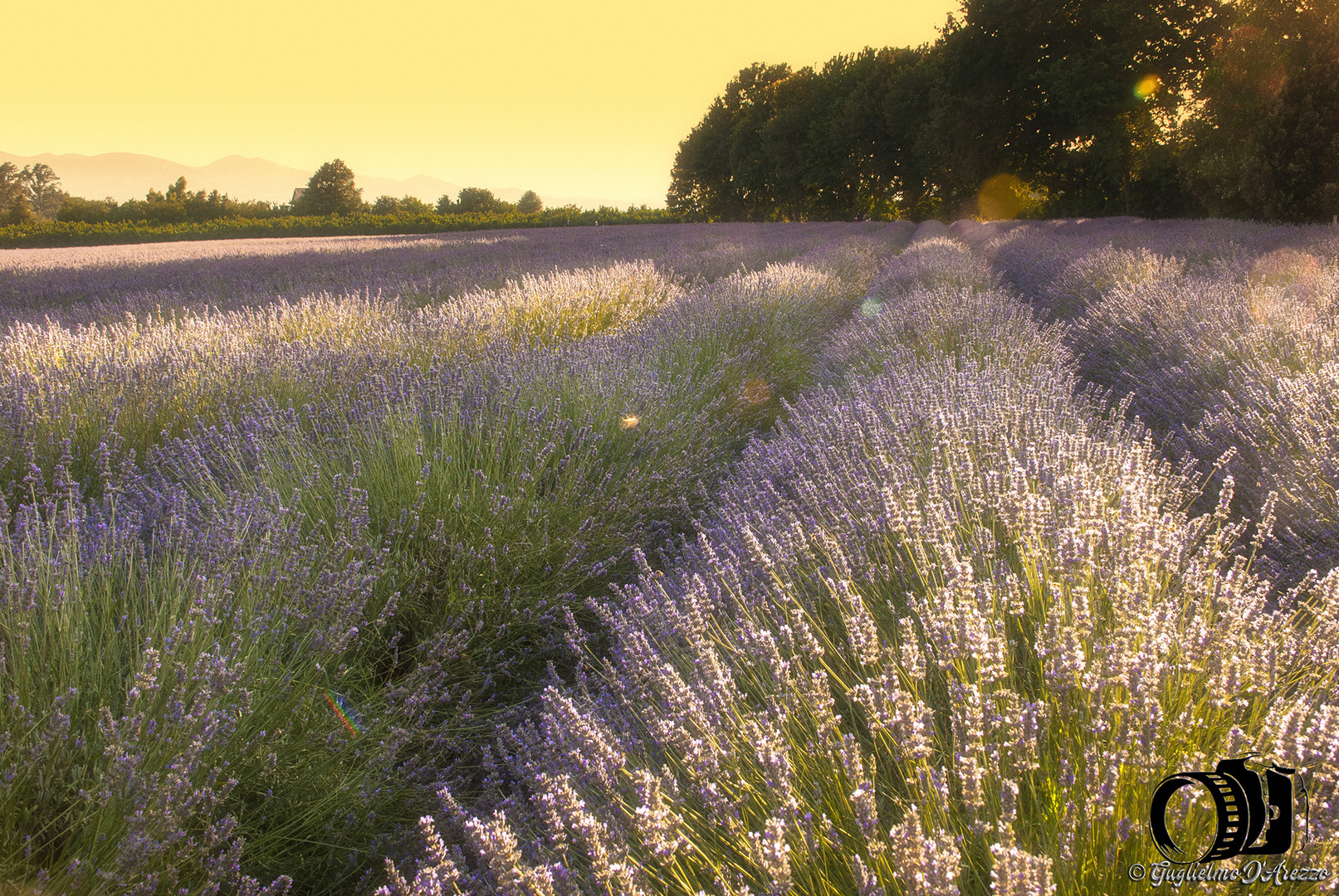 Lavanda