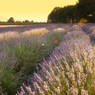 Lavanda