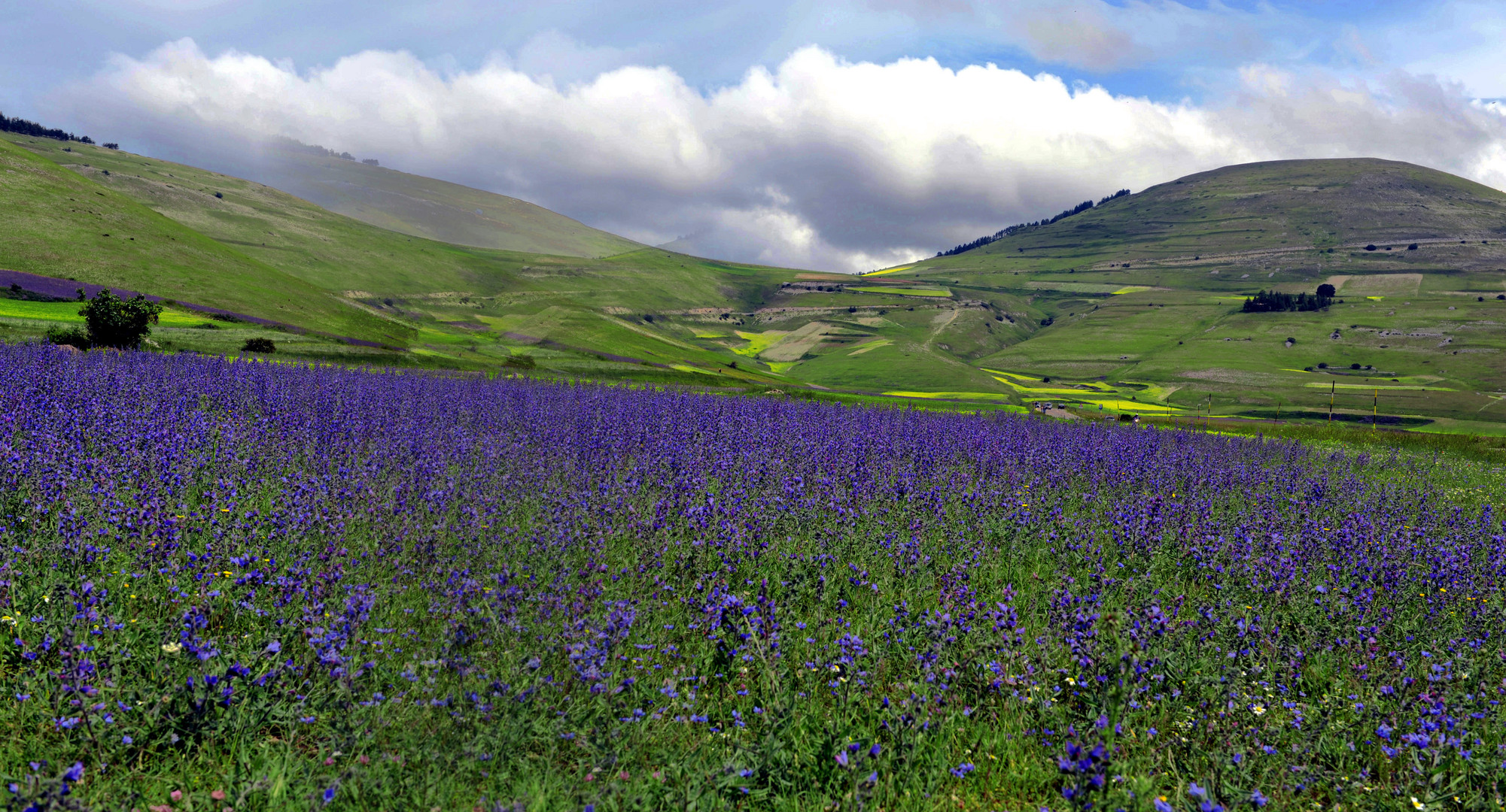 lavanda