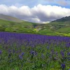 lavanda