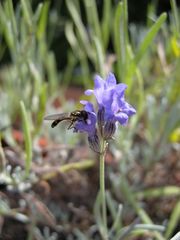 Lavanda con un piccolo visitatore!!!