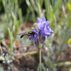 Lavanda con un piccolo visitatore!!!