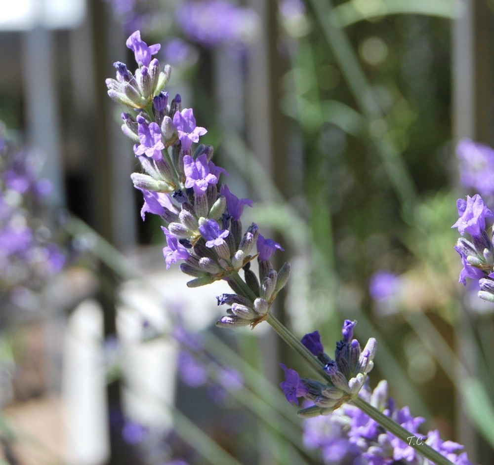 Lavanda