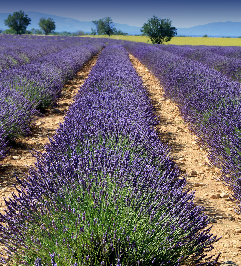 Lavanda