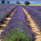 Lavanda