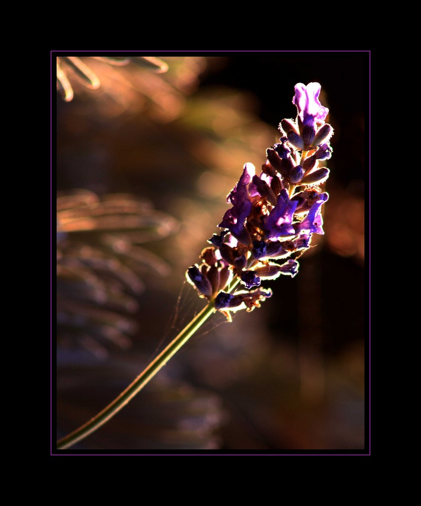 Lavanda d'autunno