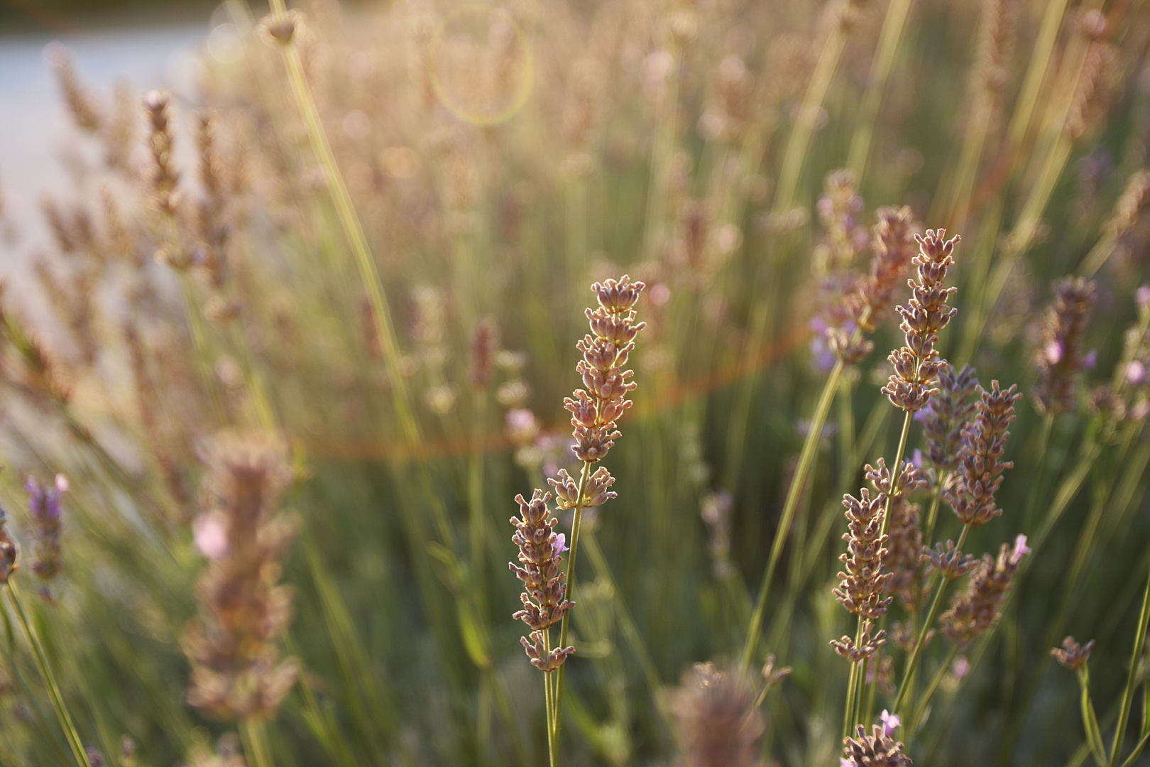 Lavanda.