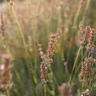 Lavanda.