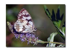 lavanda e farfalla