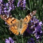 Lavanda e Vanessa