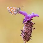 Lavanda