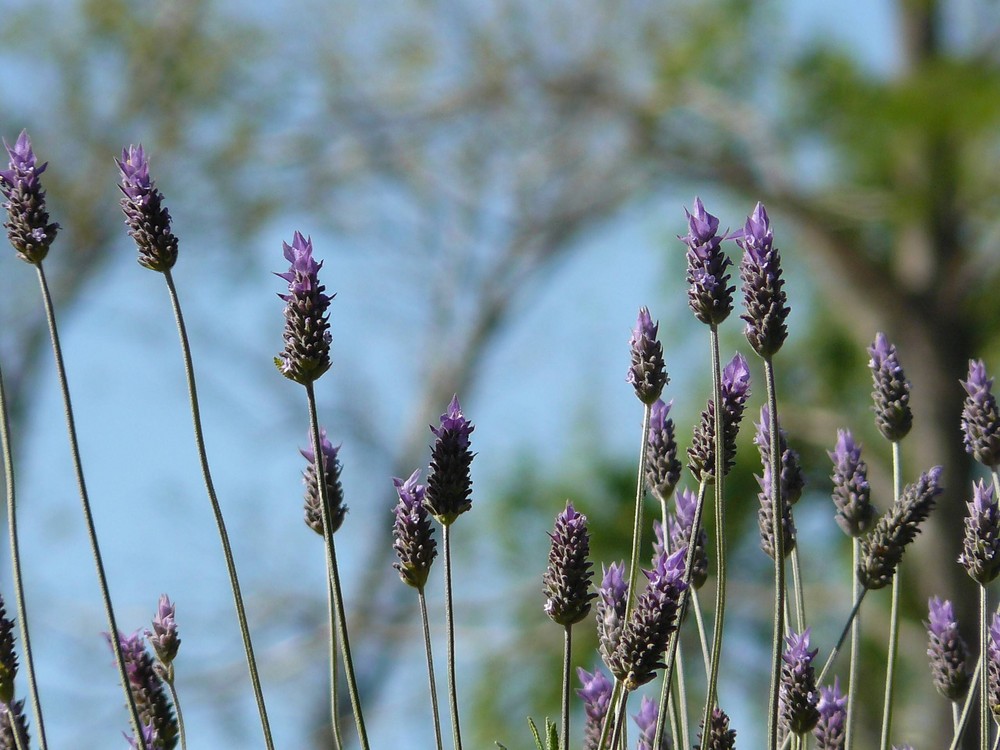 Lavanda