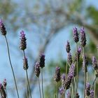 Lavanda