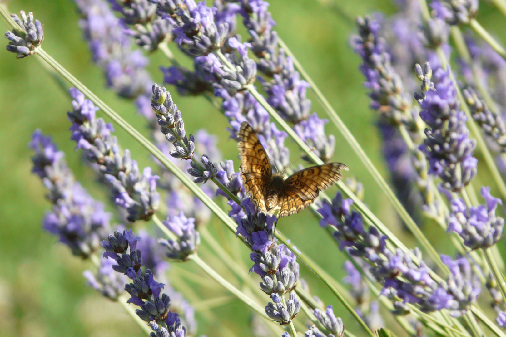 lavanda