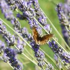 lavanda