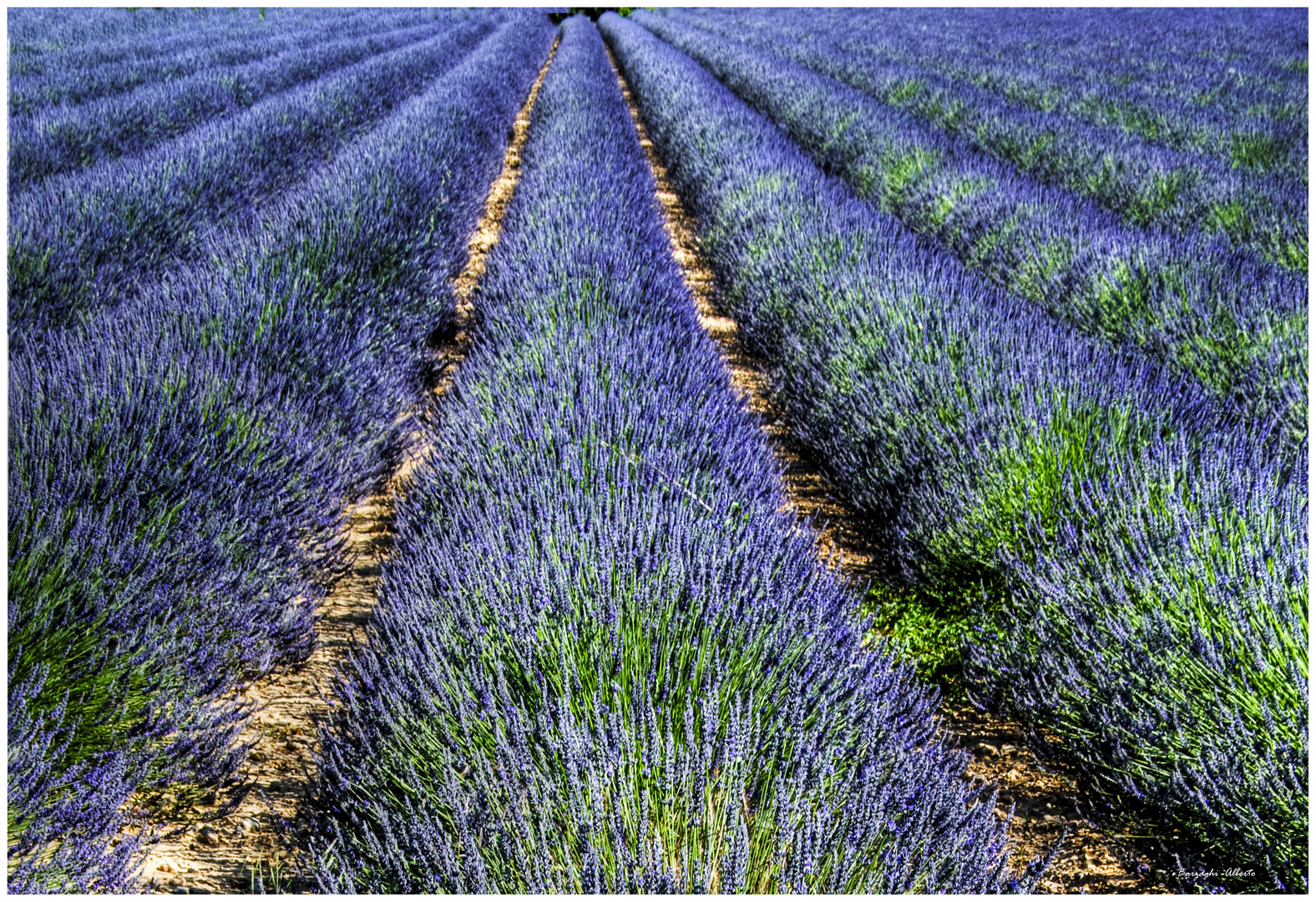 lavanda