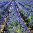 lavanda