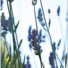 LAVANDA.