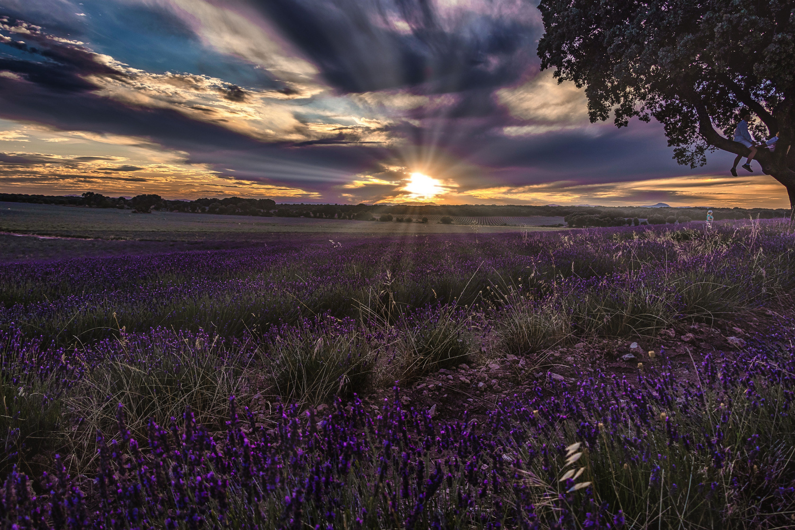 Lavanda en Brihuega (Guadalajara)