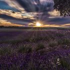 Lavanda en Brihuega (Guadalajara)