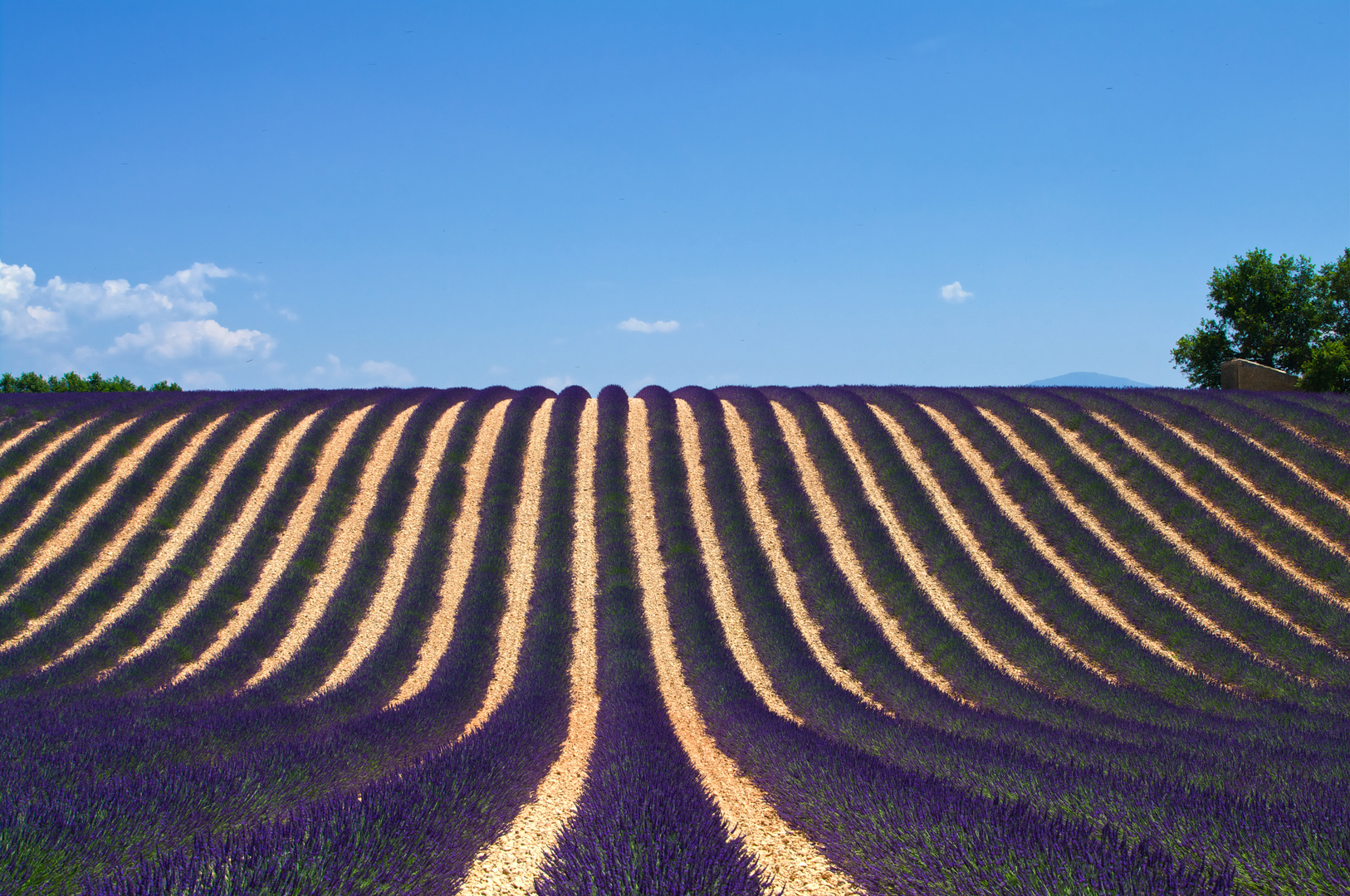 Lavanda en Provenza