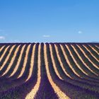 Lavanda en Provenza