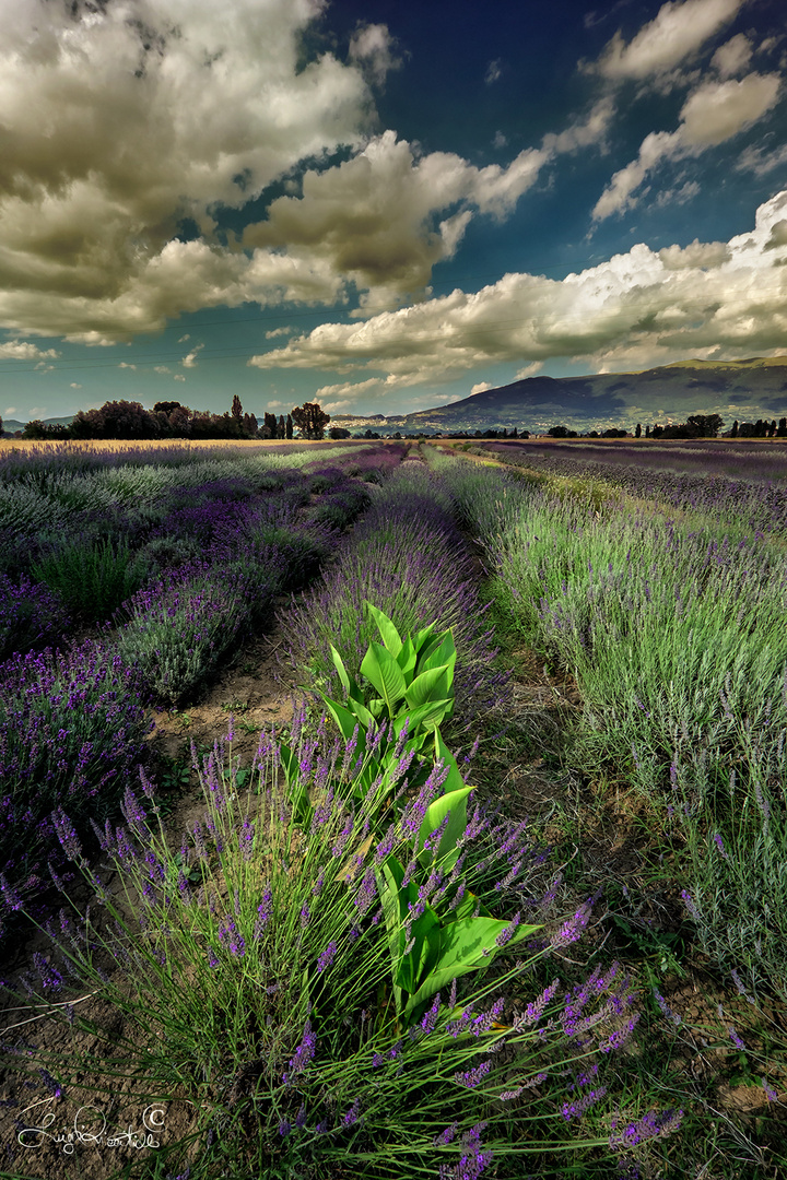 Lavanda