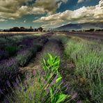 Lavanda