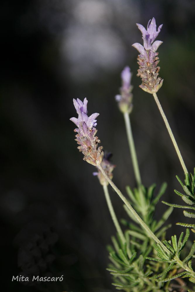 Lavanda