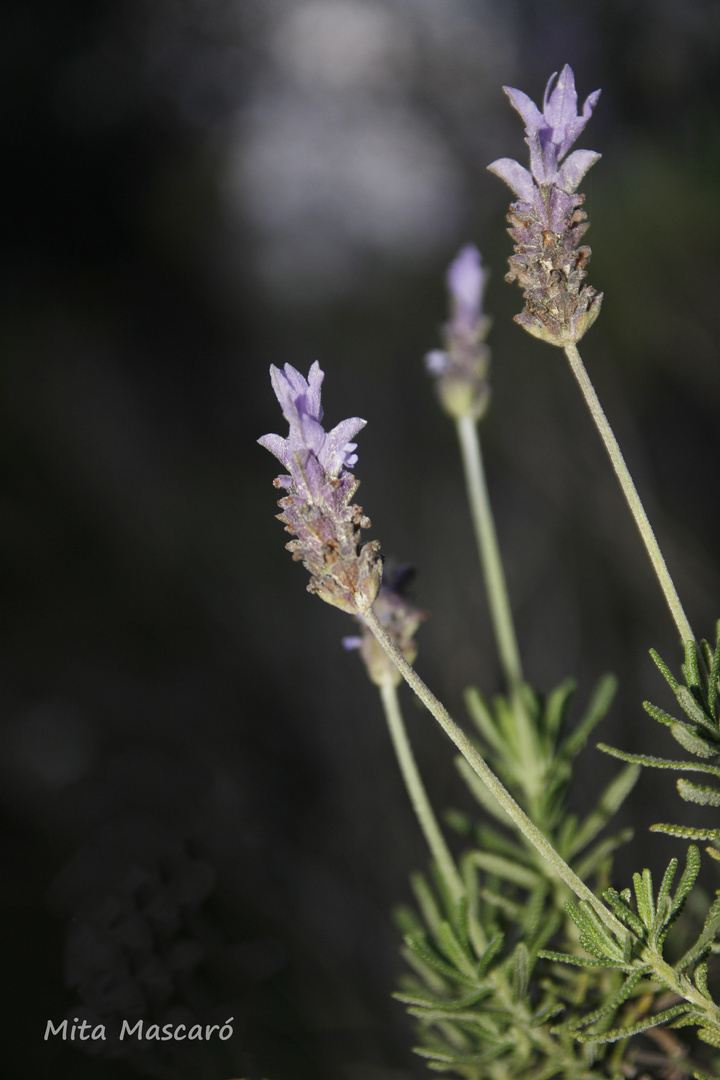 Lavanda