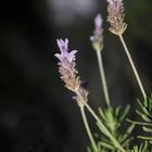 Lavanda