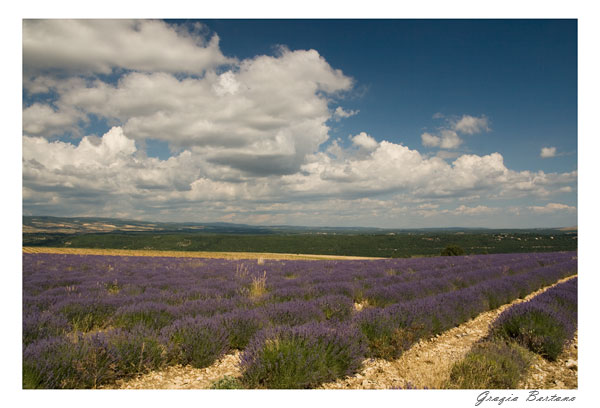 Lavanda in fiore a Lardier