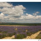 Lavanda in fiore a Lardier