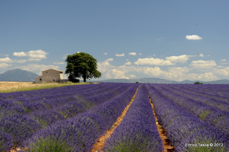 Lavanda in fiore