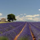 Lavanda in fiore