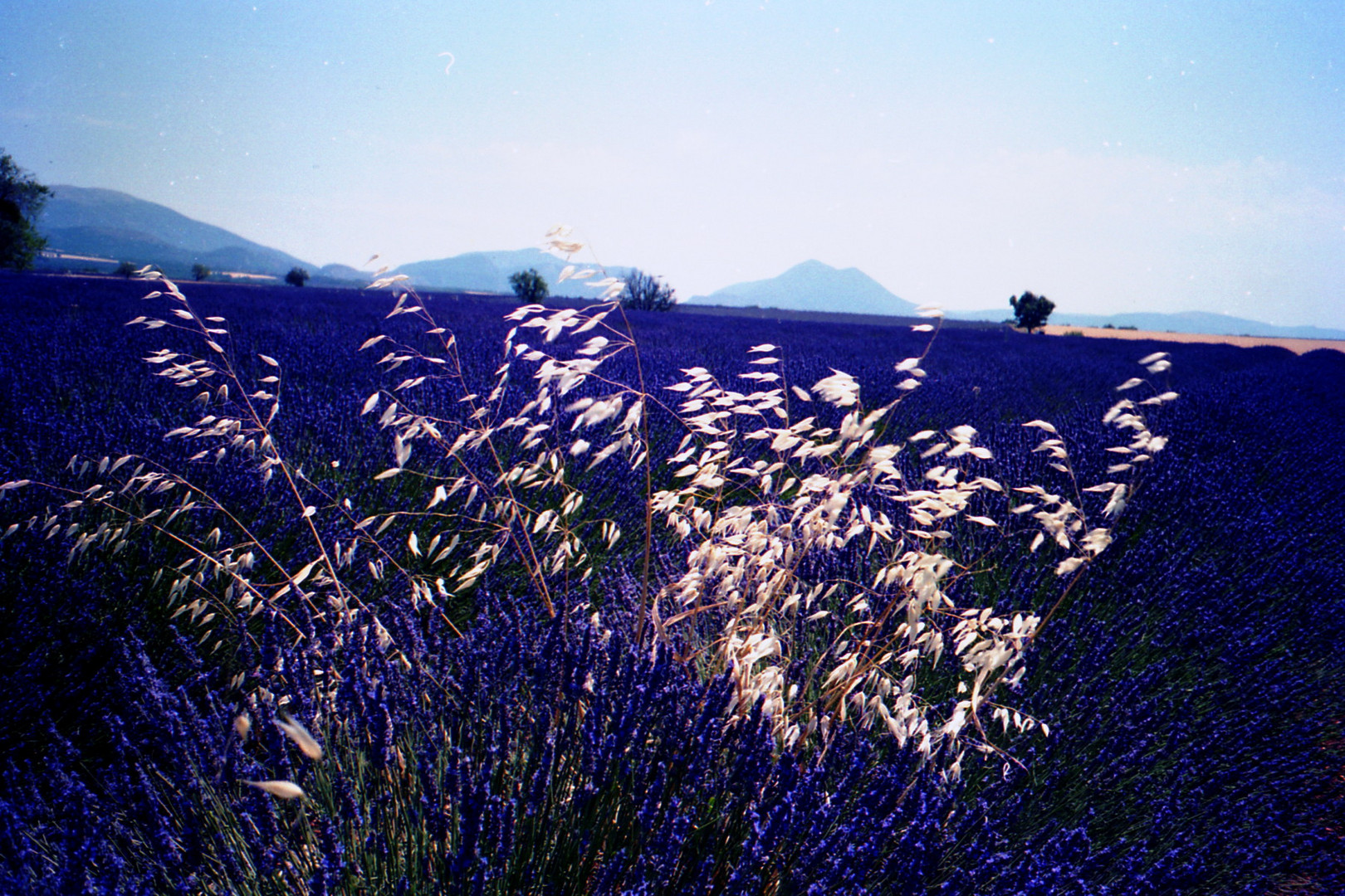 Lavanda in Provenza ....