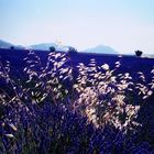 Lavanda in Provenza ....