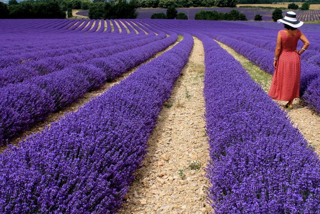 Lavanda in Provenza