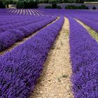 Lavanda in Provenza