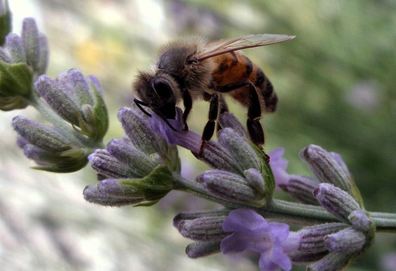 lavanda in riproduzione