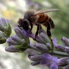 lavanda in riproduzione