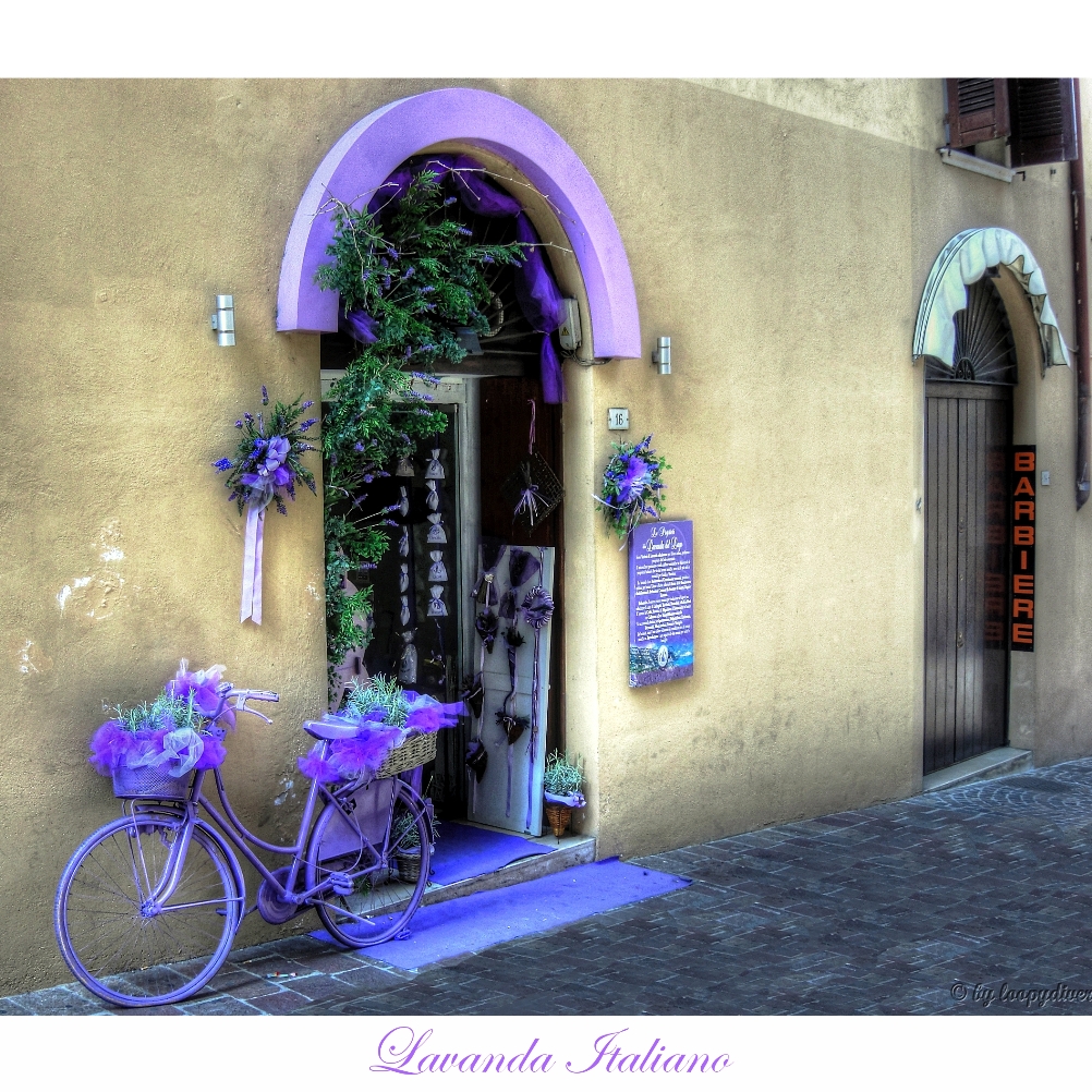 lavanda italiano