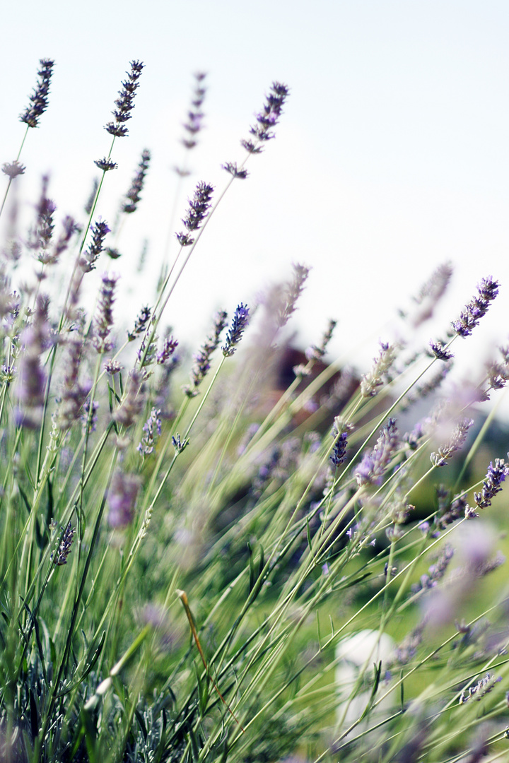 Lavanda, parte2.