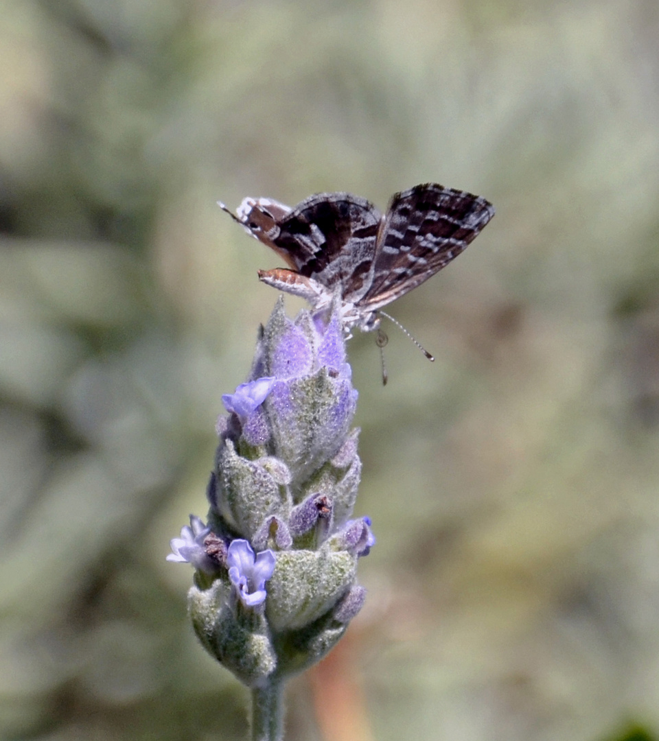 lavanda saboreada