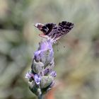 lavanda saboreada