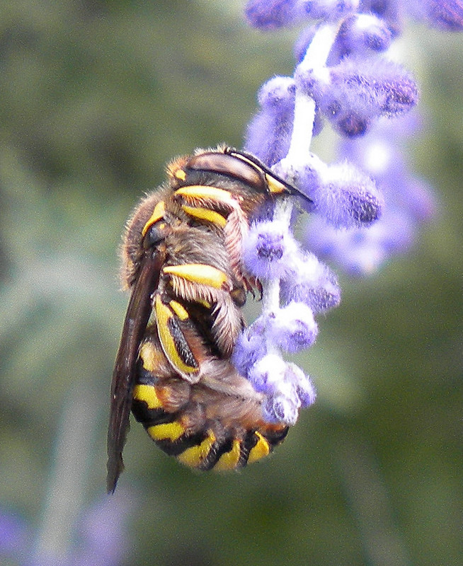 lavanda... una passione