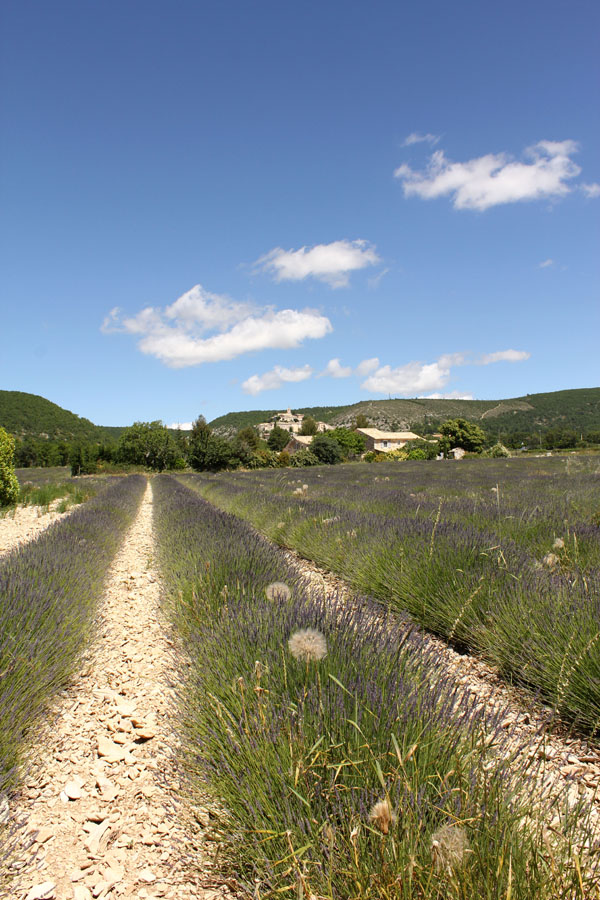 lavanda1