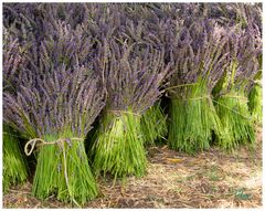 lavanda5